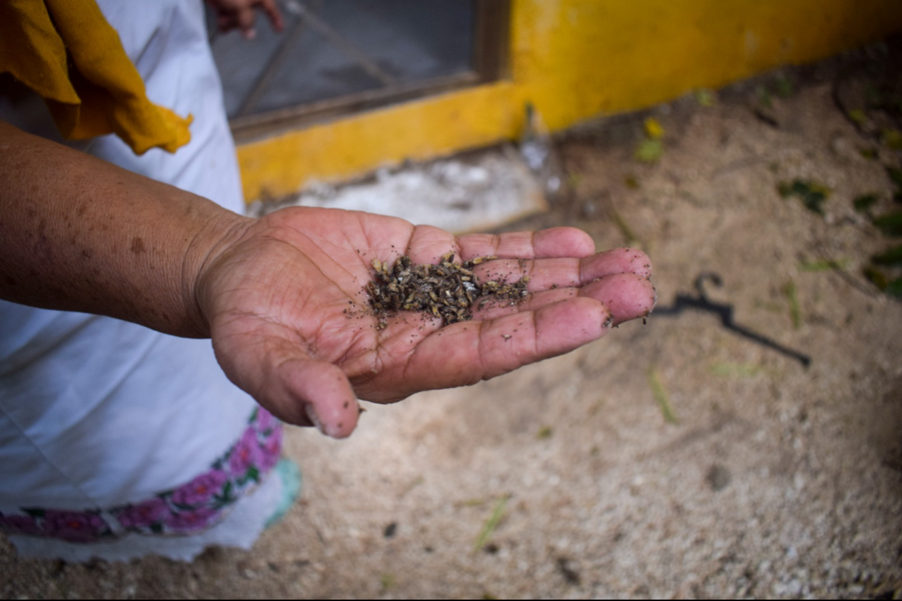 Cooperativistas de Kuchil Kaab refieren que tan sólo en el último año han perdido hasta 80 colmenas. Cooperativistas de Kuchil Kaab refieren que tan sólo en el último año han perdido hasta 80 colmenas.