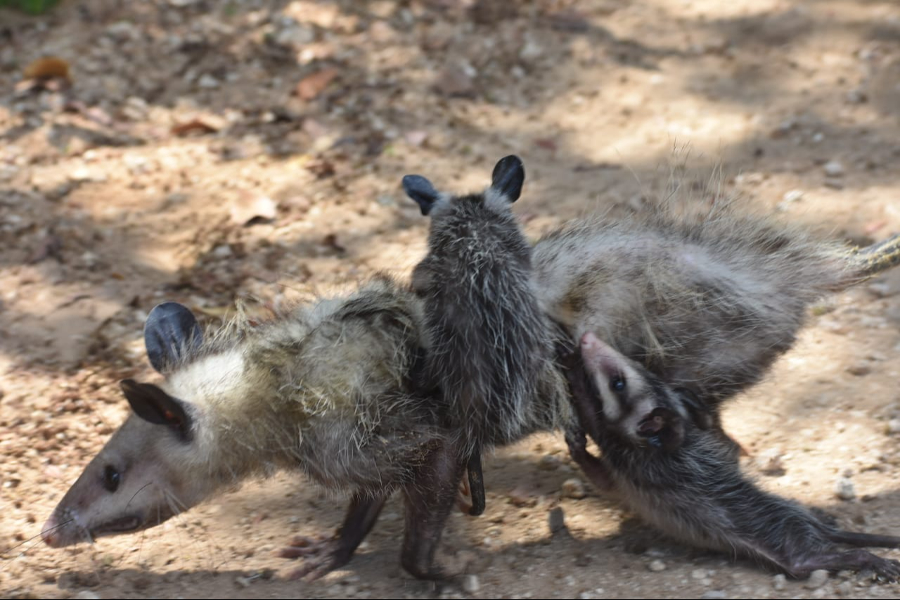 Crece la conciencia ambiental en Progreso; vecinos  reportan avistamientos de animales para su rescate