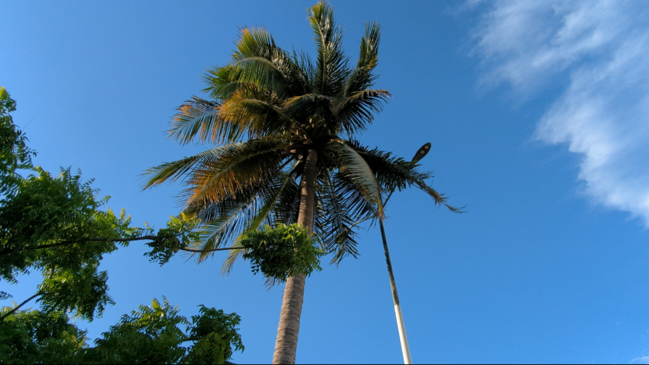 El sujeto trató de recolectar cocos de esta palmera y terminó cayendo de esta. El sujeto trató de recolectar cocos de esta palmera y terminó cayendo de esta.