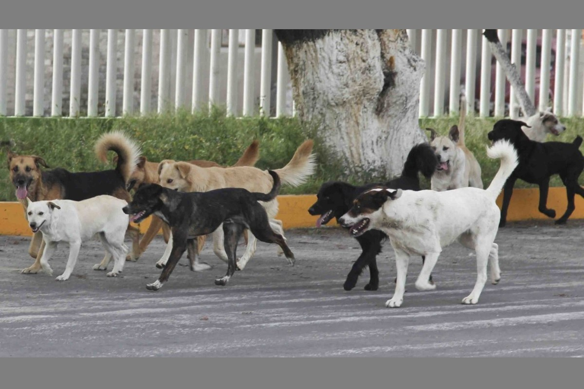 Yucatán registra un caso de mordedura de perro cada dos horas; hombres, los más  atacados 