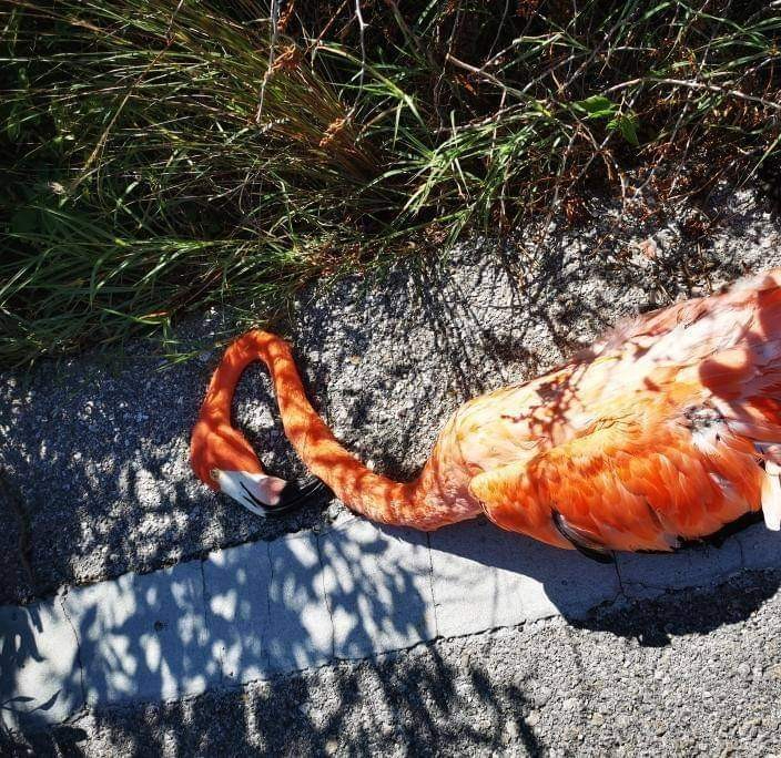 Un flamenco murió luego de ser atropellado en El Cuyo Un flamenco murió luego de ser atropellado en El Cuyo