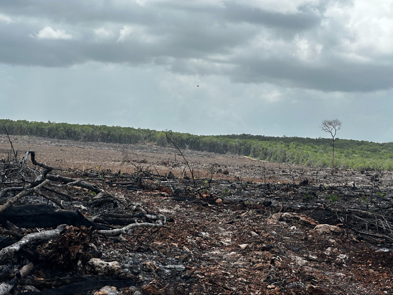 A la destrucción se suma el uso de agroquímicos altamente tóxicos, los cuales han causado mortandad general en colmenas y contaminado el suelo A la destrucción se suma el uso de agroquímicos altamente tóxicos, los cuales han causado mortandad general en colmenas y contaminado el suelo