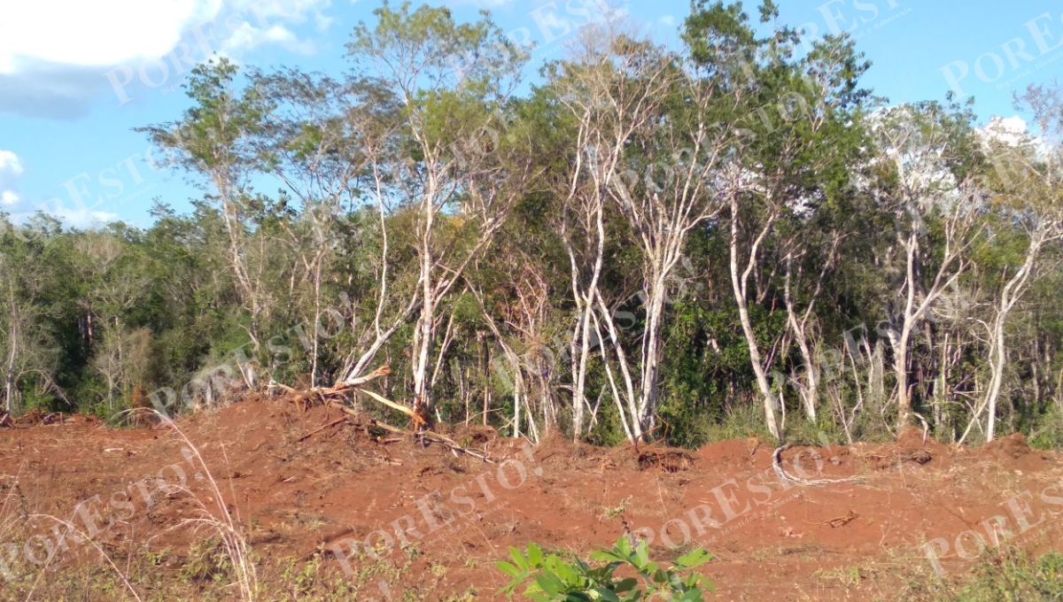 Chan Caamal critica la falta de intervención de las autoridades y la posible complicidad en los casos de deforestación ilegal