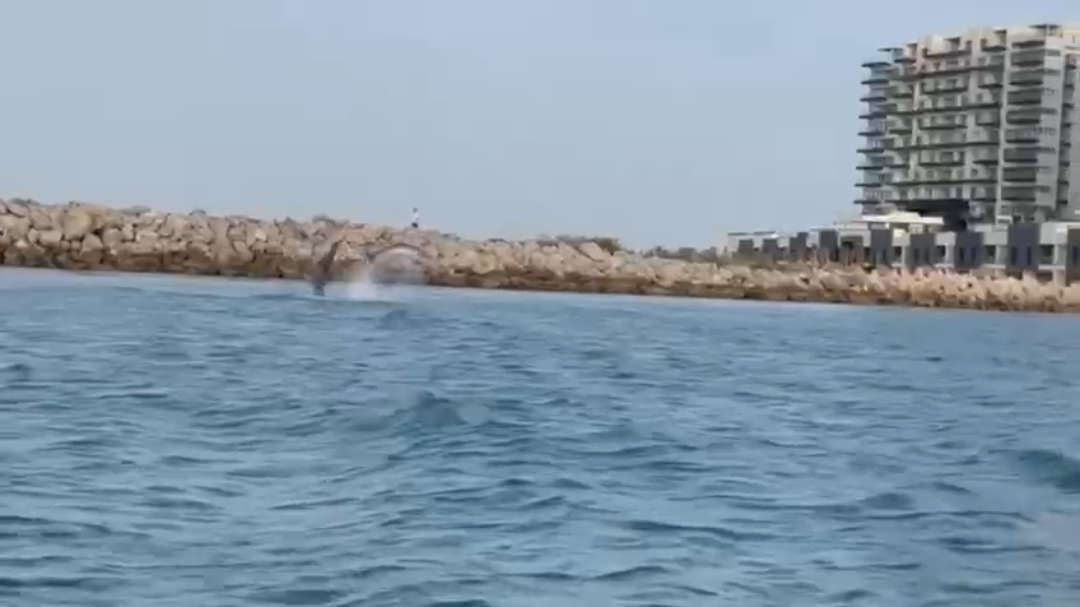 El espectacular salto de dos delfines fue registrado cerca de la marina de Yucalpetén en el puerto de Progreso El espectacular salto de dos delfines fue registrado cerca de la marina de Yucalpetén en el puerto de Progreso