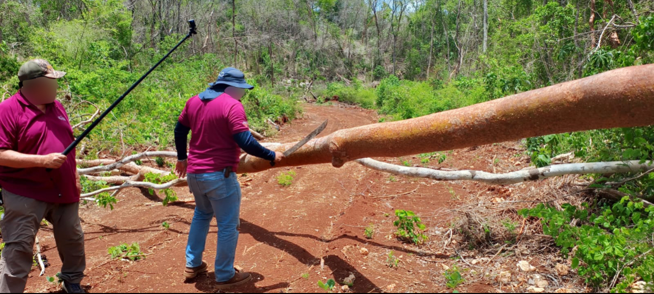 En el paraje San Buenaventura, en Tekax, la vegetación nativa fue seccionada y quemada