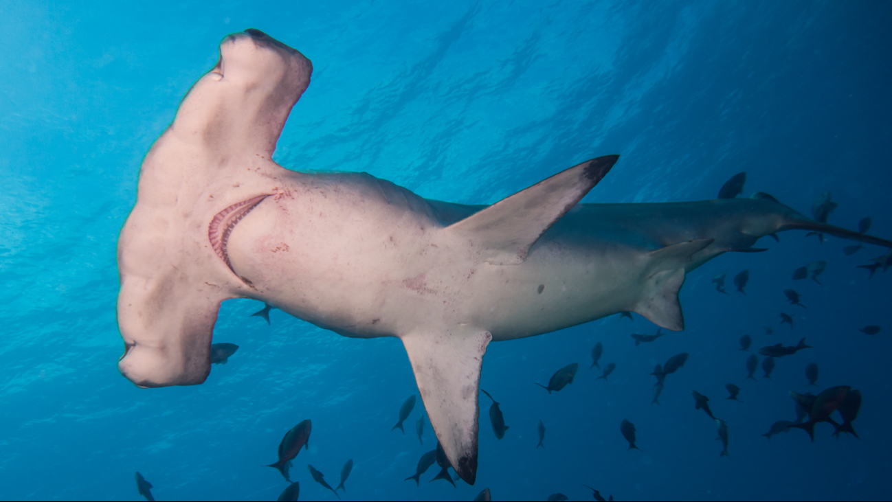 La especie se distribuye en todos los mares tropicales y templados cálidos del mundo