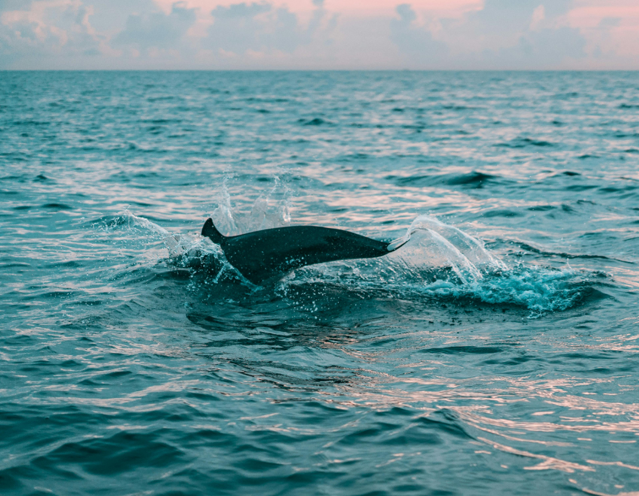 Los delfines fueron captados desde una embarcación cerca de la marina de Yucalpetén