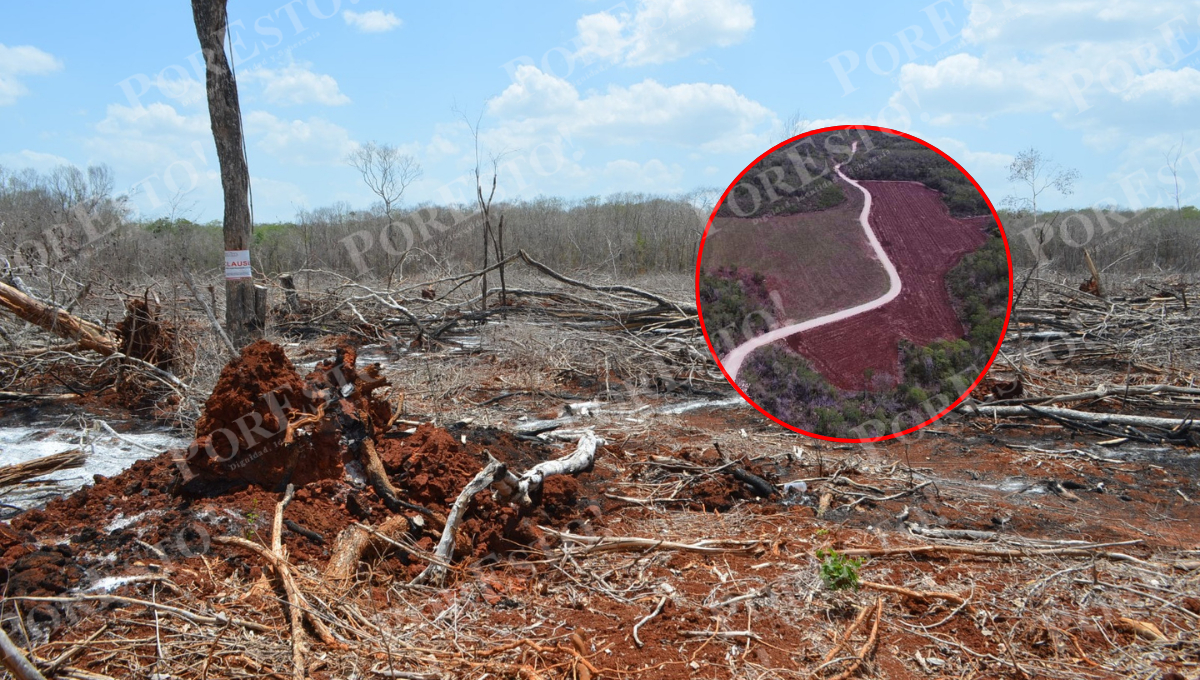 Los menonitas, por su cultura, son acusados de destruir el medio ambiente al desmontar grandes áreas de selva