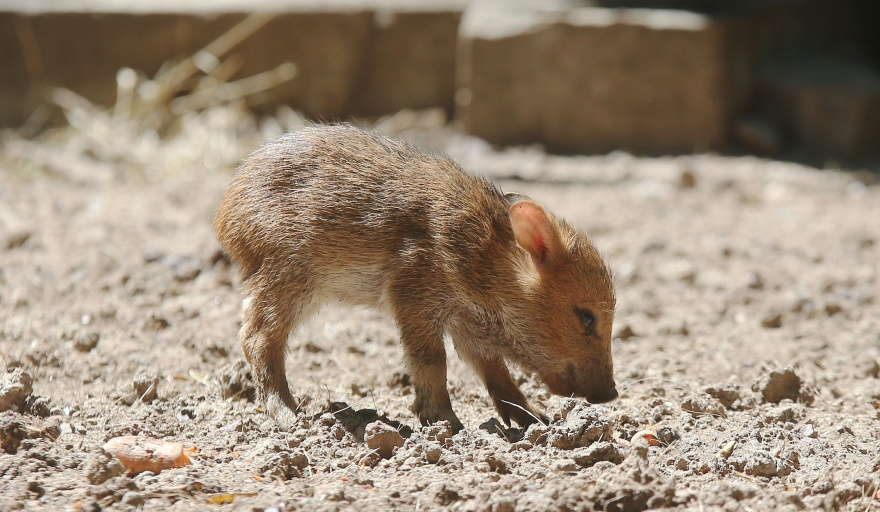 Se cree que el pecarí era la mascota de algún residente de la zona