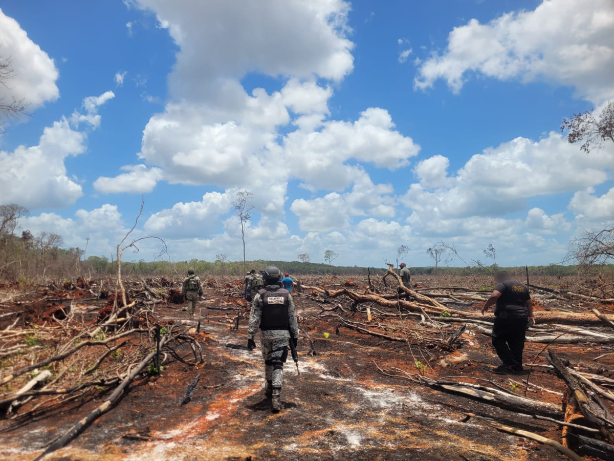 Según los ejidatarios, los menonitas han provocado una gran deforestación.