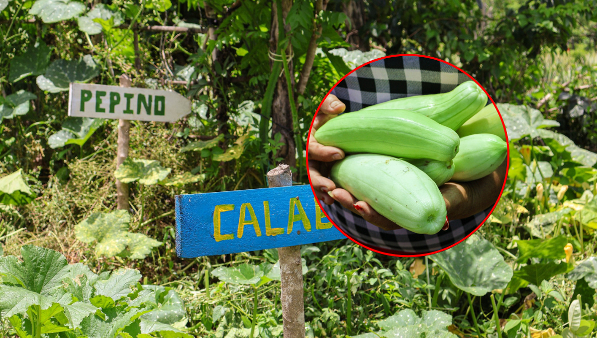 Dos mujeres de Champotón lideran el Huerto Agroecológico “La Bendición”, ejemplo de soberanía alimentaria.