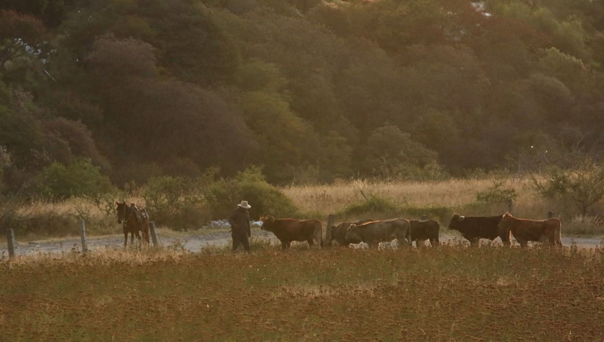 El cierre fronterizo afecta la exportación de ganado en pie, bisontes y equinos mexicanos El cierre fronterizo afecta la exportación de ganado en pie, bisontes y equinos mexicanos
