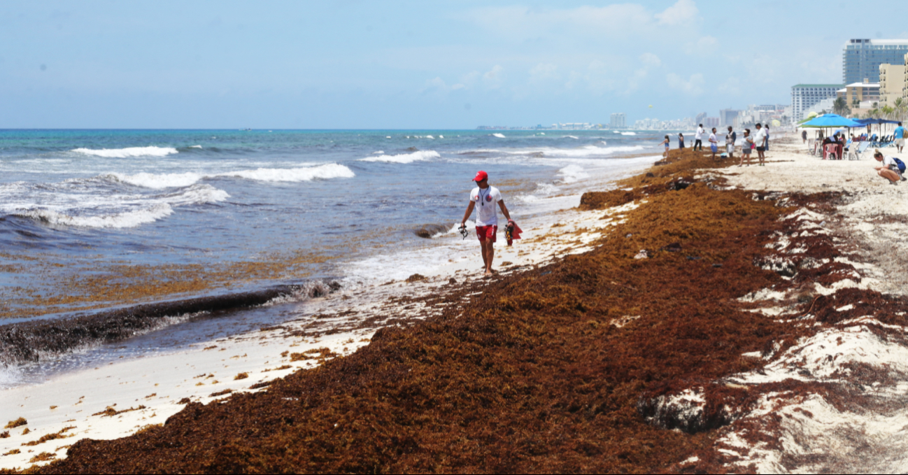 En lo que va del  año, más de 80 mil toneladas de  sargazo han sido recolectadas en playas del estado