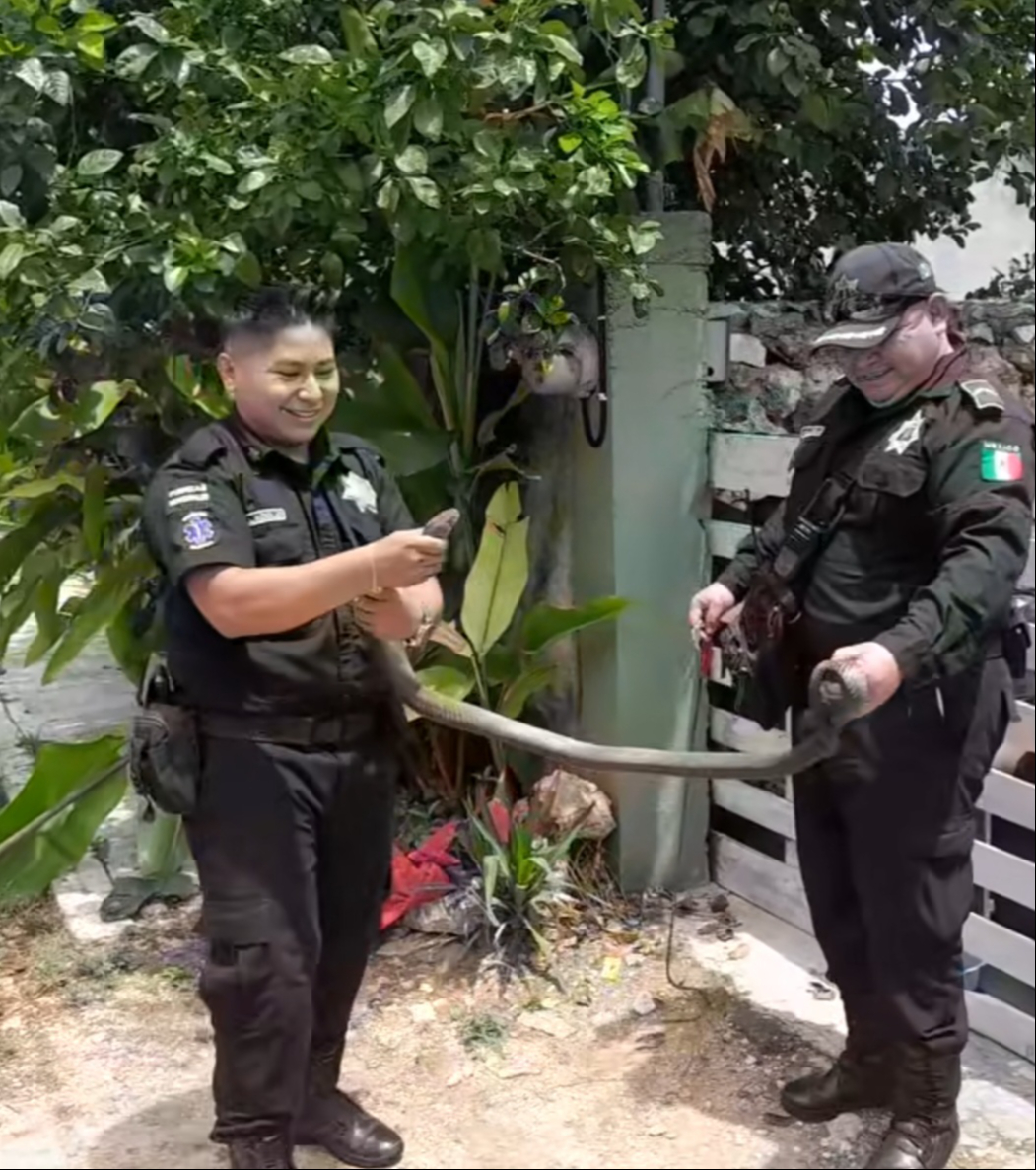 Los elementos policiacos recalcaron que la mayoría de las serpientes son inofensivas