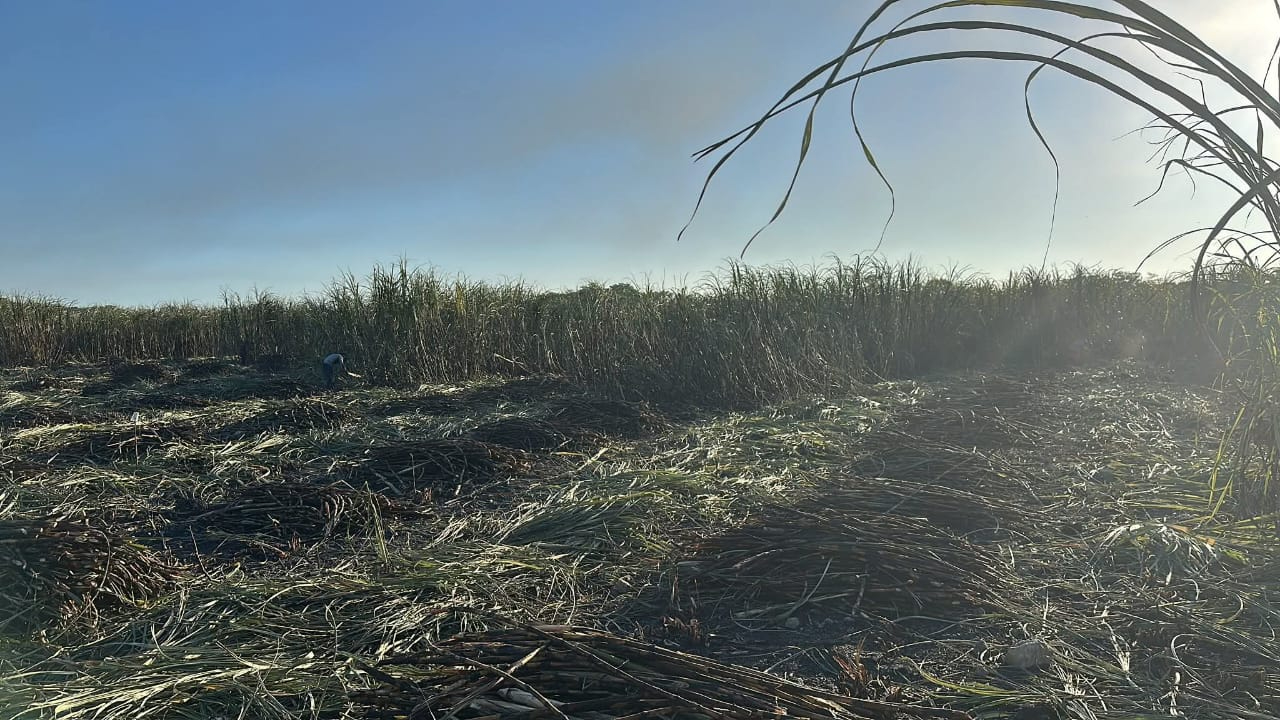 También hay preocupación por plagas de langosta, que están bajo constante monitoreo. También hay preocupación por plagas de langosta, que están bajo constante monitoreo.