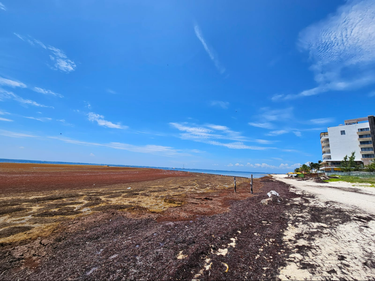 Extensa zona de sargazo en descomposición genera molestias en playas de Puerto Morelos