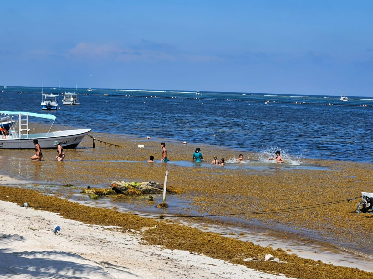 La macroalga afecta al disfrute de las personas que desean pasar su día en la playa La macroalga afecta al disfrute de las personas que desean pasar su día en la playa