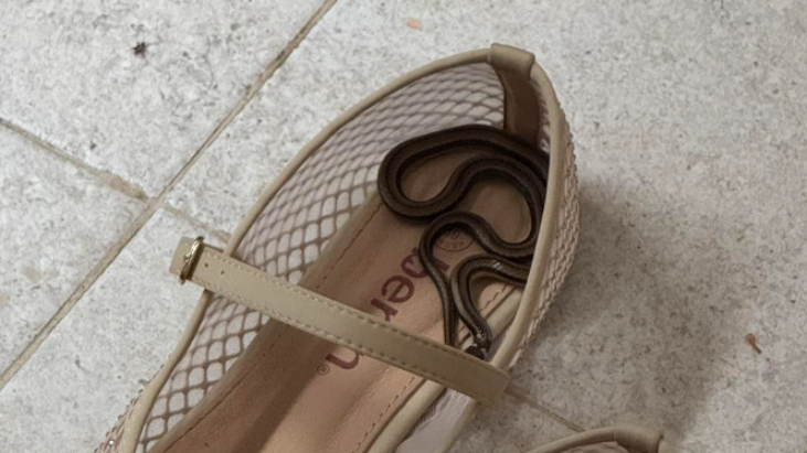 La pequeña serpiente no representó ningún riesgo, ya que no tiene la capacidad de producir veneno La pequeña serpiente no representó ningún riesgo, ya que no tiene la capacidad de producir veneno