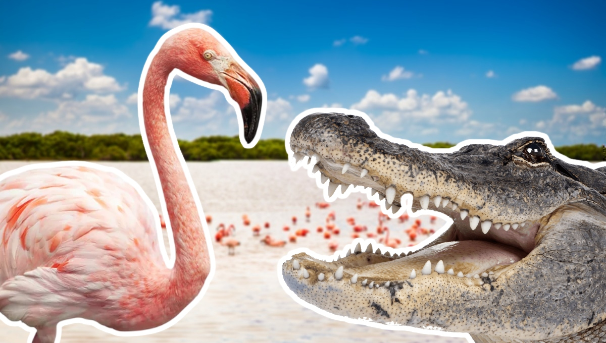   Los mejores lugares para ver flamencos y cocodrilos en Yucatán sin afectar la naturaleza  