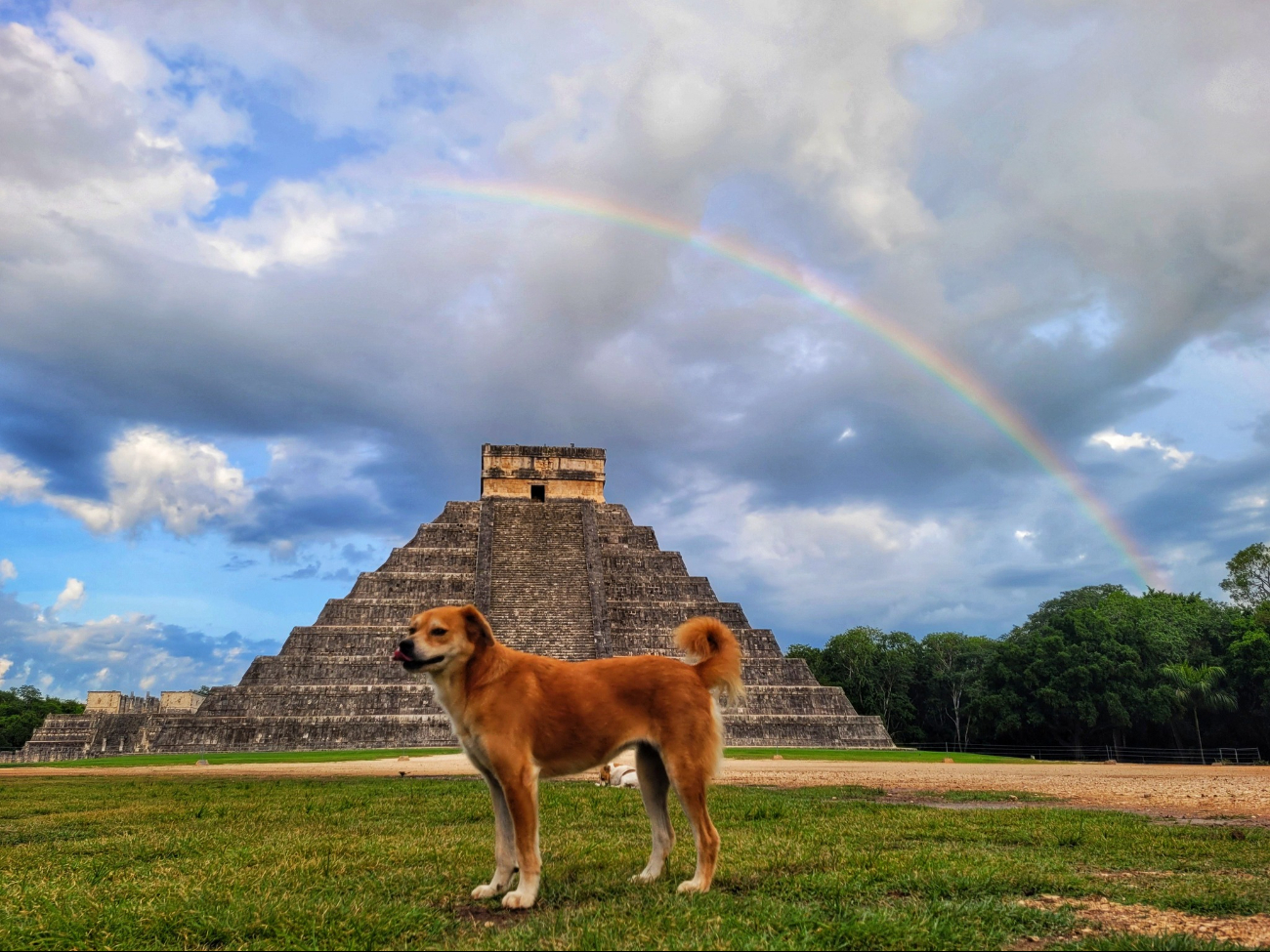  Perros guardianes de Chichén Itzá posan frente a un arcoíris y conquistan las redes  