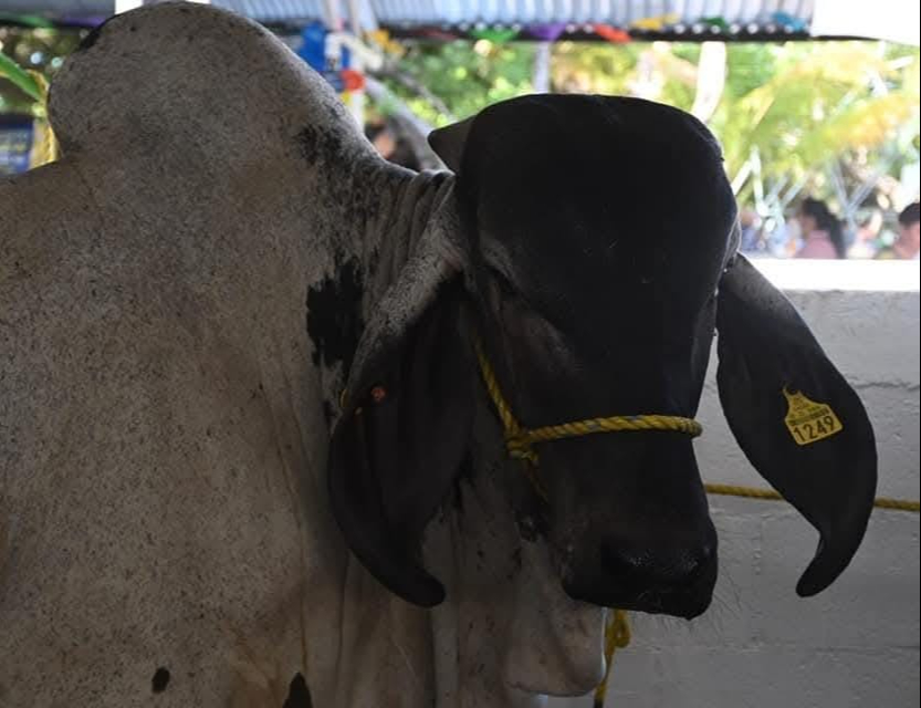Contarán con veterinario de planta y medidas contra el estrés animal, como conservar su dieta habitual. Contarán con veterinario de planta y medidas contra el estrés animal, como conservar su dieta habitual.