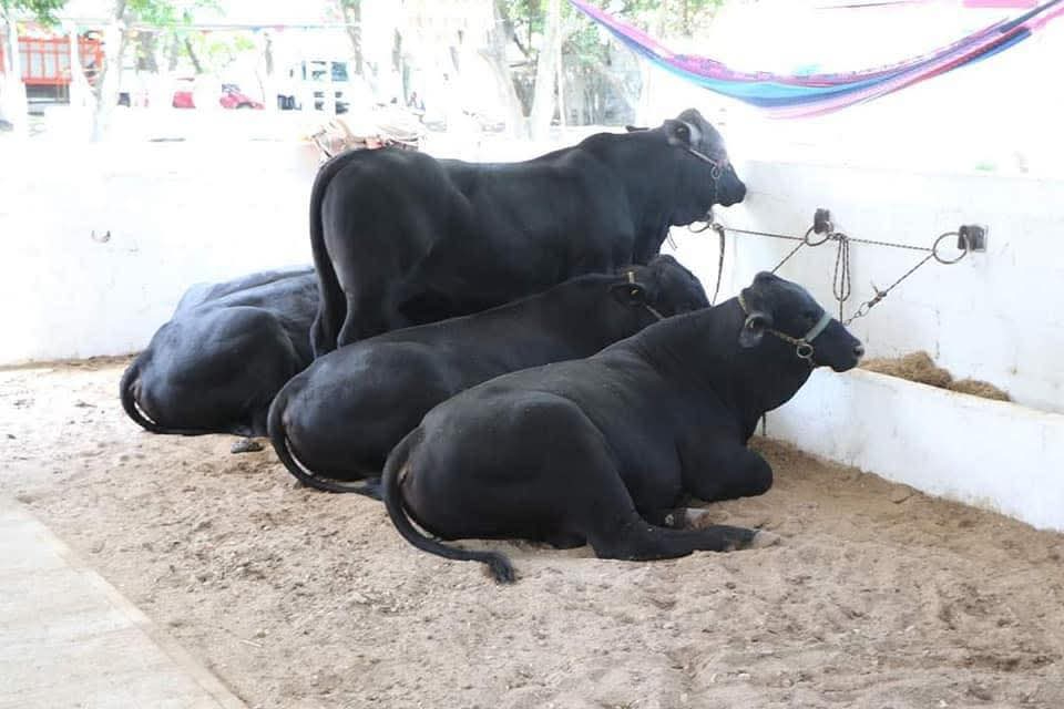 Exposición Ganadera regresa a la Feria Carmen 2025 con hasta 130 ejemplares de alta genética 