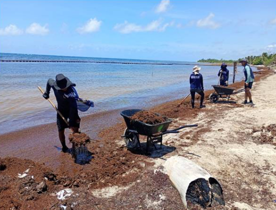 Elementos de la Secretaría de Marina están trabajando para retirar el sargazo de las playas. Elementos de la Secretaría de Marina están trabajando para retirar el sargazo de las playas.