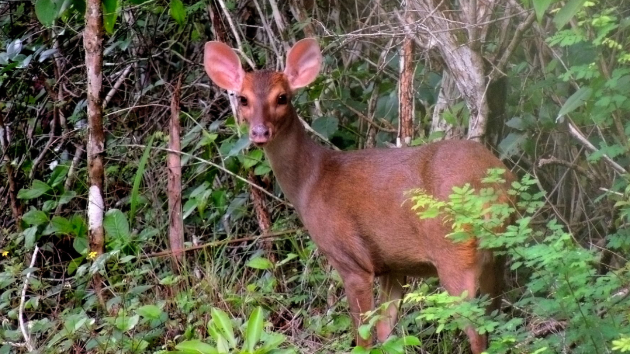 La especie se considera difícil de avistar