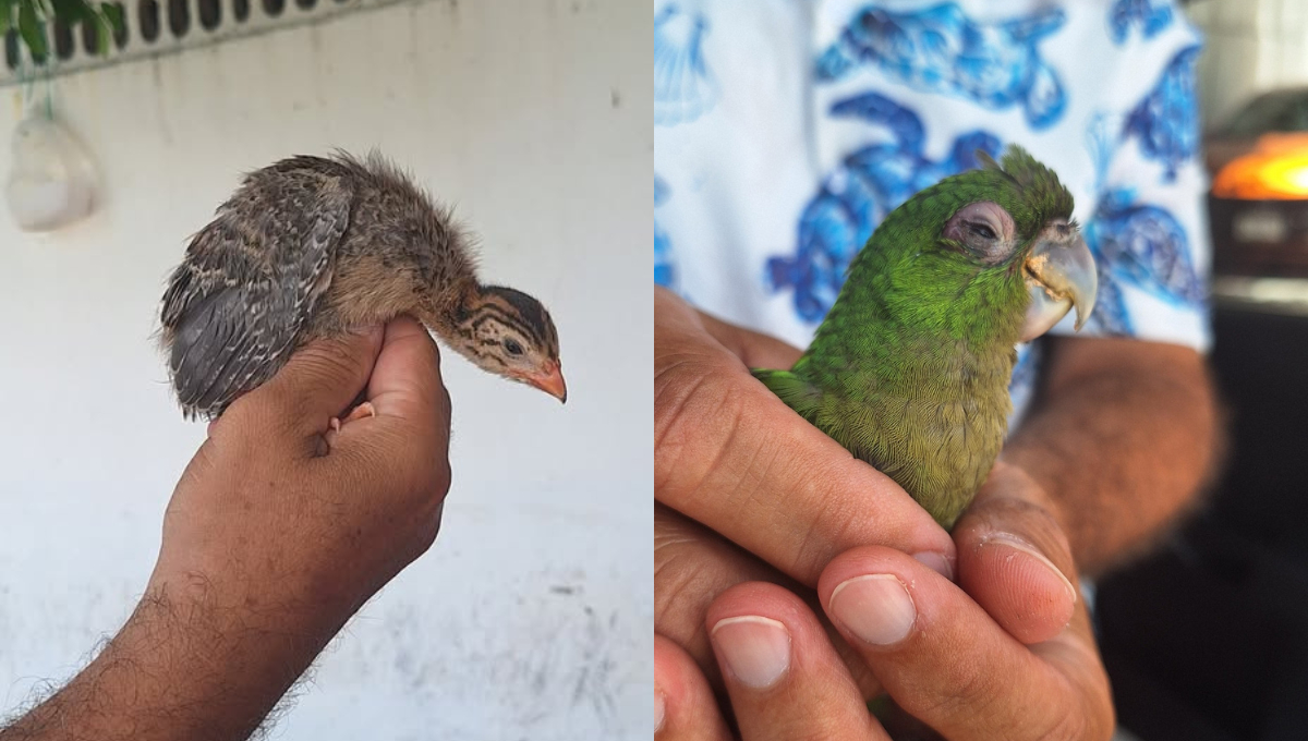 Rescatan perico y gallina de Guinea en Campeche para darles refugio y atención