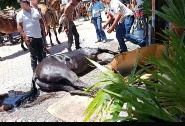 Aseguraron de haber expuesto a los animales por un evento religioso Aseguraron de haber expuesto a los animales por un evento religioso