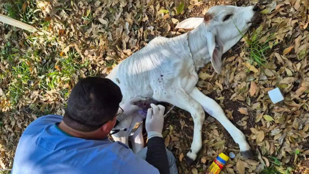 Estudian nuevo caso de miasis humana Estudian nuevo caso de miasis humana