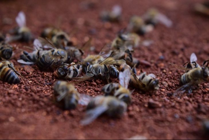 La muerte masiva de las abejas está impactando el ambiente.