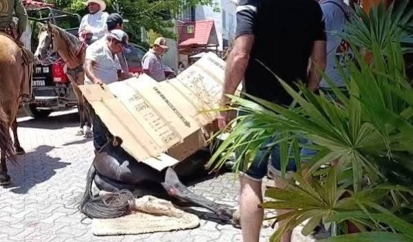 Los caballos recorrieron 12 kilómetros bajo el calor Los caballos recorrieron 12 kilómetros bajo el calor