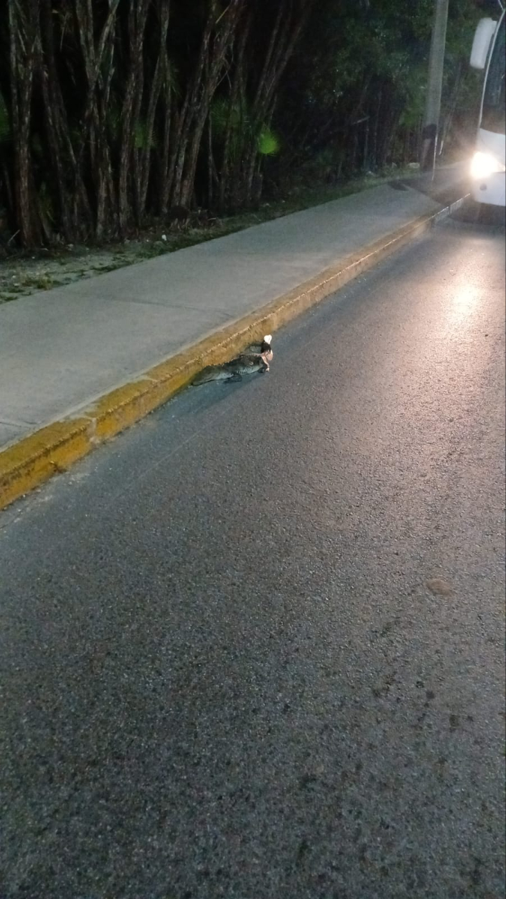 Atropellan a cocodrilo en Puerto Morelos;  salió en busca de agua porque el manglar está seco 