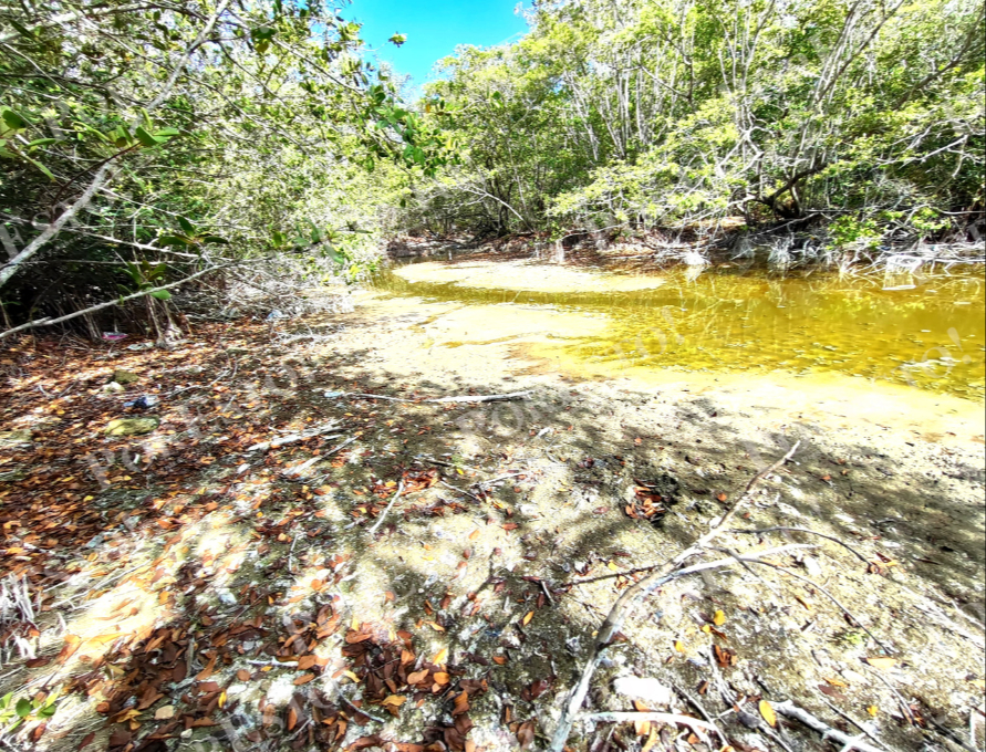 En Benito Juárez se han identificado 77 cenotes urbanos; 25 fueron saneados. En Benito Juárez se han identificado 77 cenotes urbanos; 25 fueron saneados.