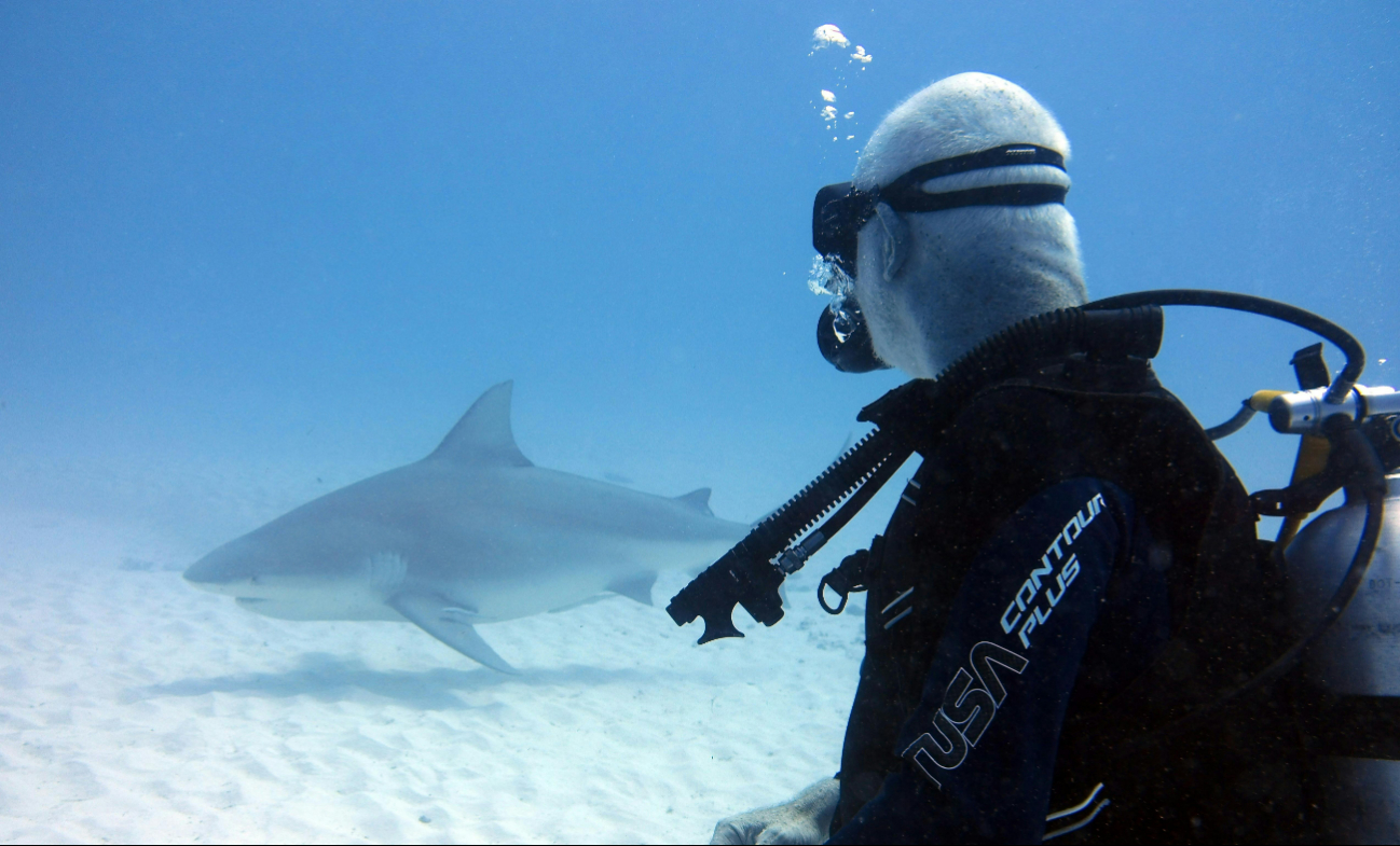   Día de la conciencia por los tiburones: cuántas especies habitan en Yucatán y por qué protegerlas  