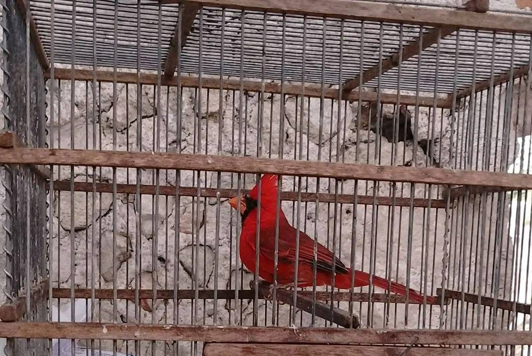 Entre las aves más afectadas por capturas se encuentran el cardenal Entre las aves más afectadas por capturas se encuentran el cardenal