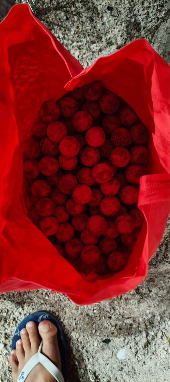 Los 141 huevos fueron colocados en una bolsa y resguardados para su protección. Los 141 huevos fueron colocados en una bolsa y resguardados para su protección.