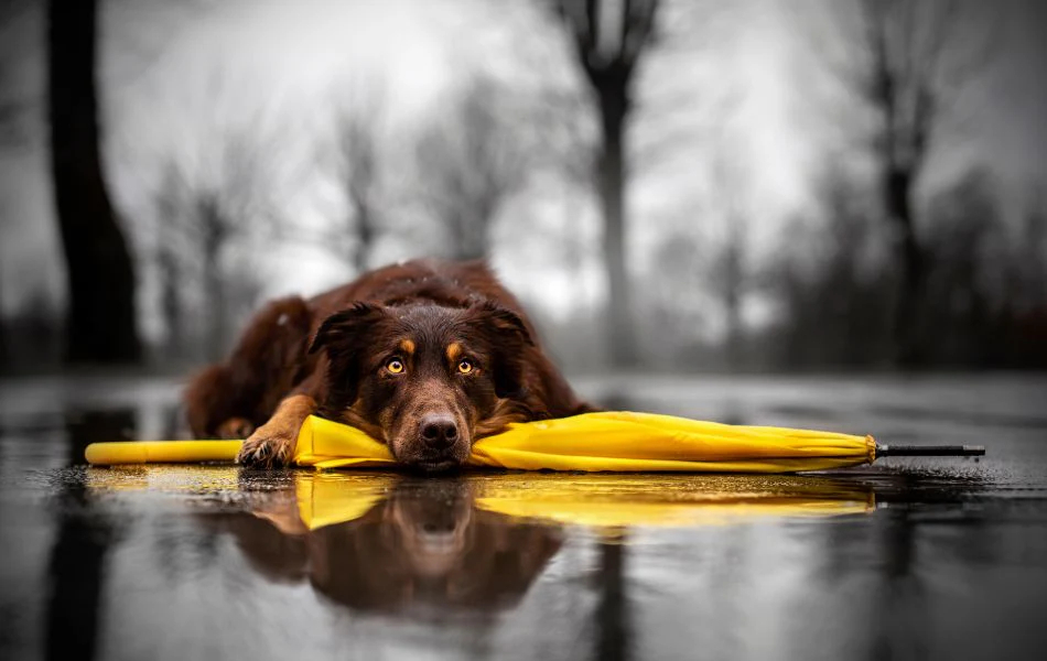 Los alimentos y un refugio es esencial para una mascota durante el mal clima Los alimentos y un refugio es esencial para una mascota durante el mal clima