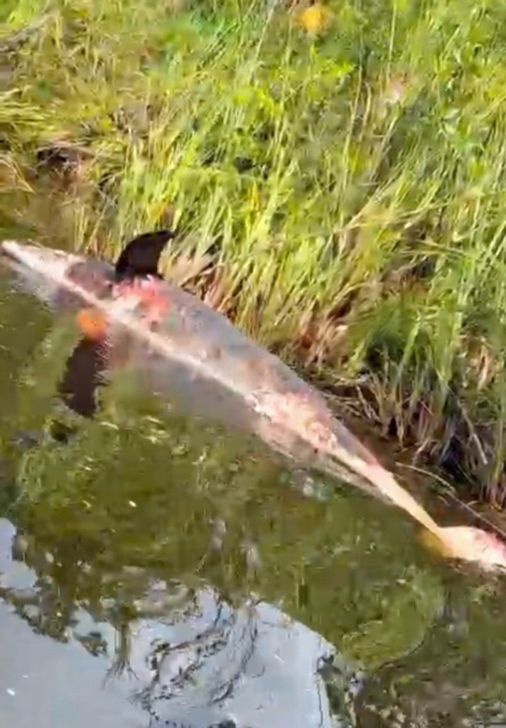 Otro cadáver de delfín fue encontrado en las aguas del Río Hondo. Otro cadáver de delfín fue encontrado en las aguas del Río Hondo.