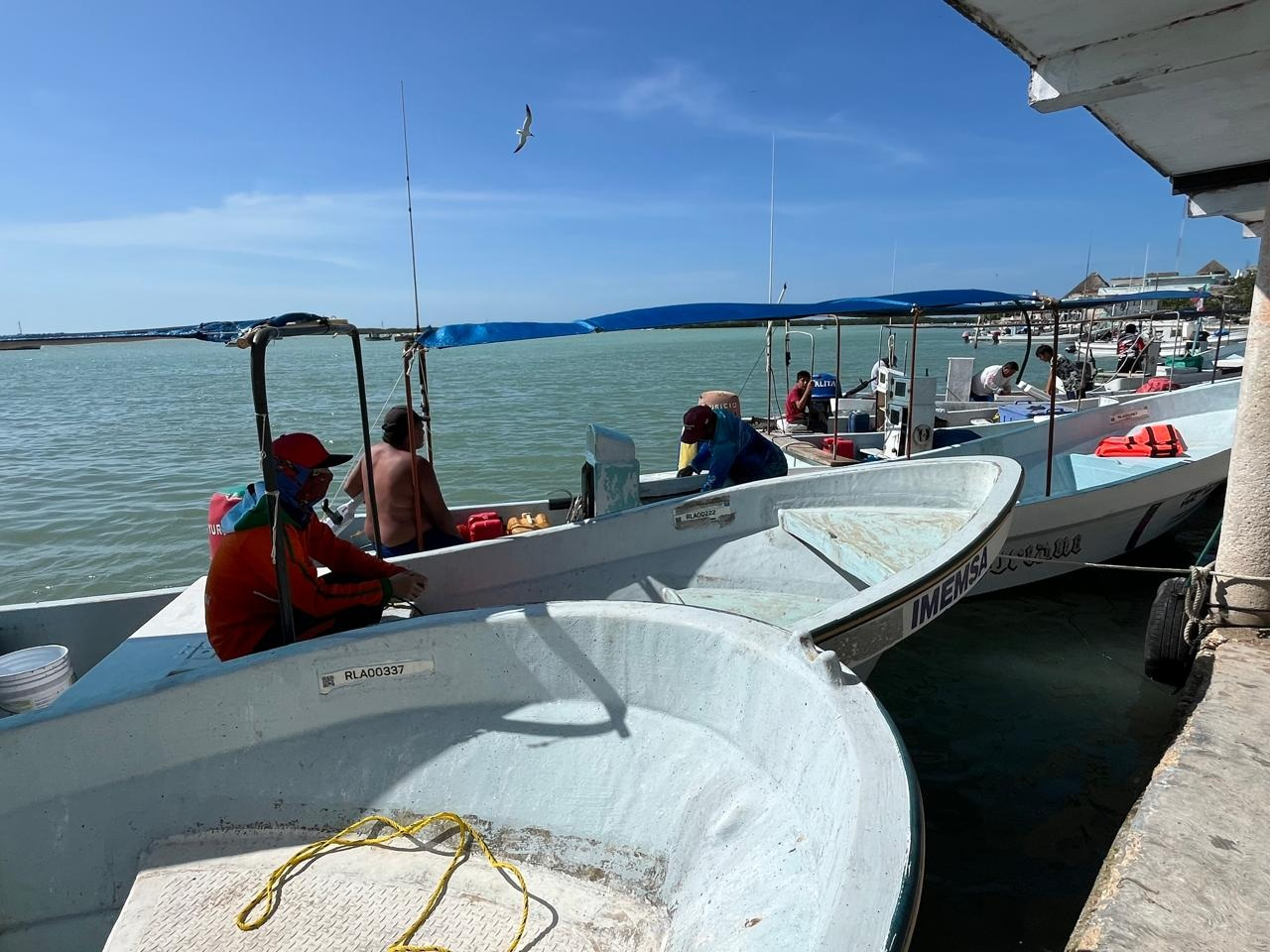 Cazadores furtivos depredan especies en la costa de Yucatán; temen que afecte a la temporada de pulpo