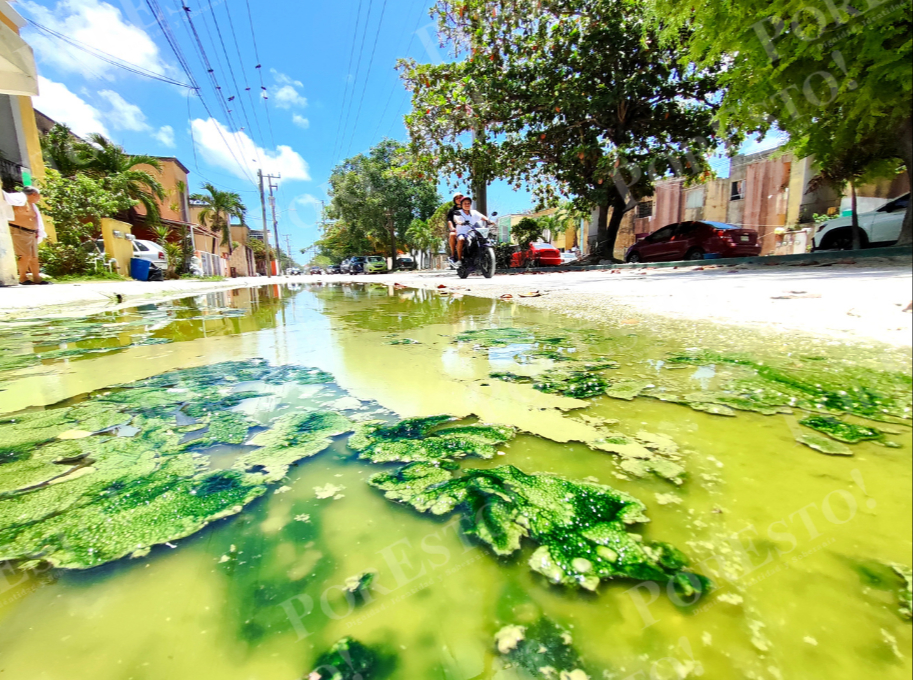 Tras las fuertes lluvias en las calles se acumula el agua, que con el paso de los días queda verdosa y con pésimo olor Tras las fuertes lluvias en las calles se acumula el agua, que con el paso de los días queda verdosa y con pésimo olor