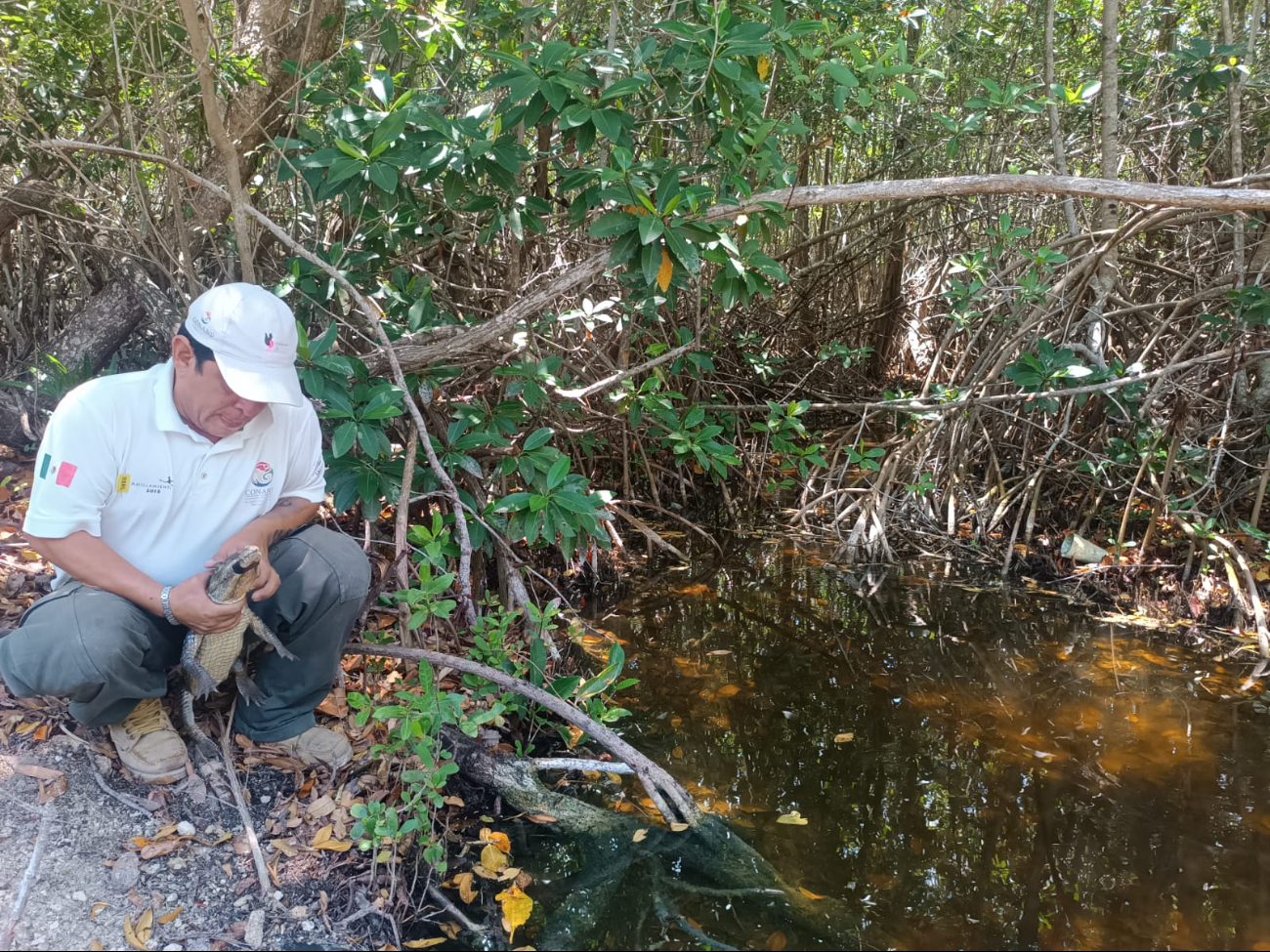 Un saurio fue entregado a una granja de reptiles por una persona que intentaba venderlo ilegalmente