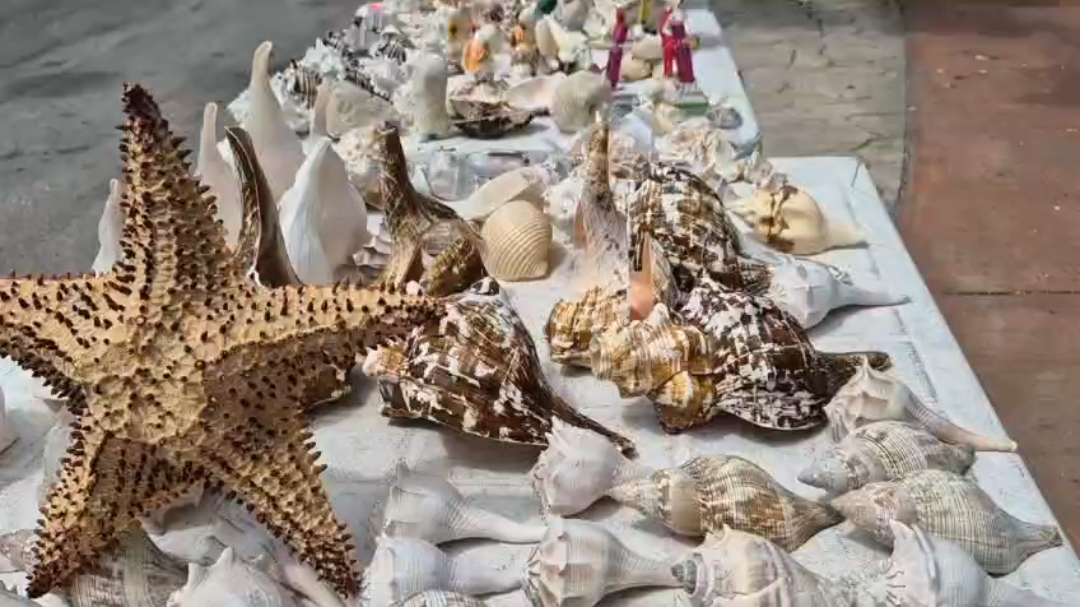 Ventas de artesanías marinas podrían mejorar con la llegada de turistas Ventas de artesanías marinas podrían mejorar con la llegada de turistas