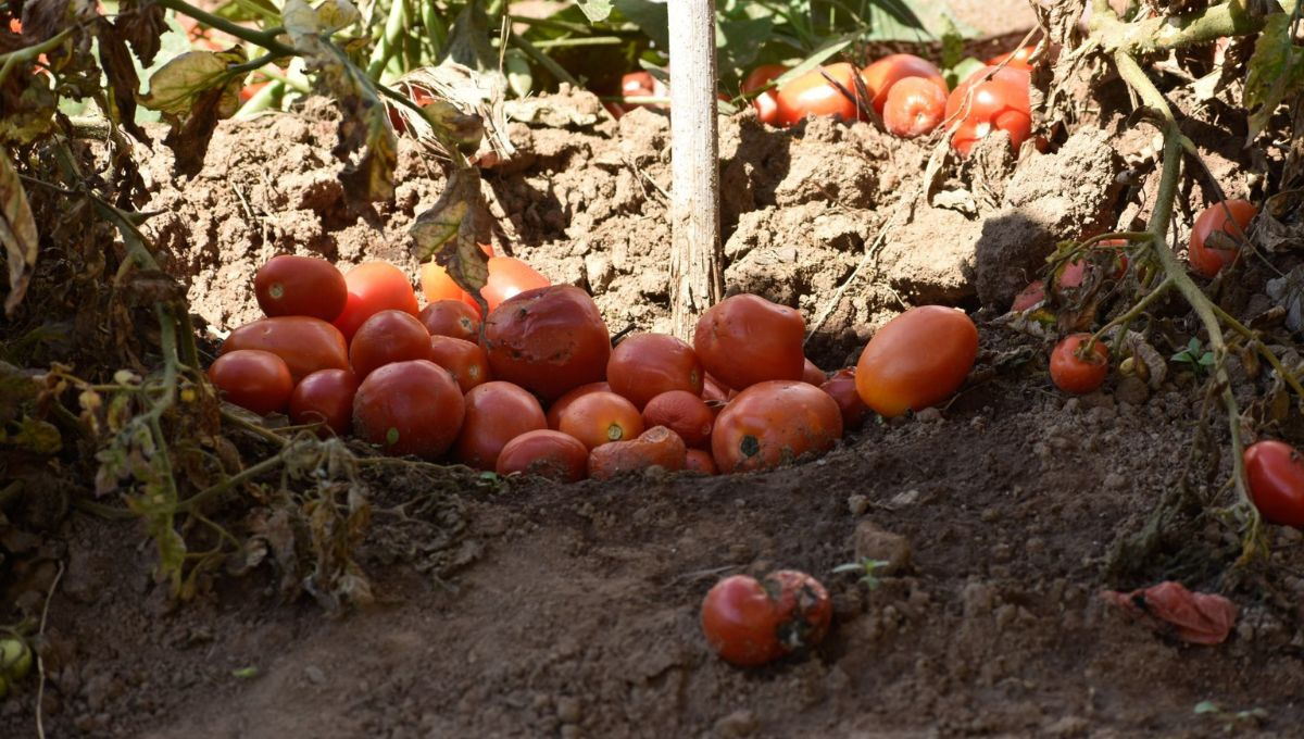 El Consejo Nacional Agropecuario pidió al Gobierno de México mantener el diálogo con Estados Unidos para buscar una solución que beneficie a ambas naciones El Consejo Nacional Agropecuario pidió al Gobierno de México mantener el diálogo con Estados Unidos para buscar una solución que beneficie a ambas naciones