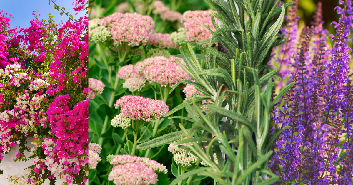 Cinco plantas que pintarán de colores tu jardín sin esfuerzo Cinco plantas que pintarán de colores tu jardín sin esfuerzo