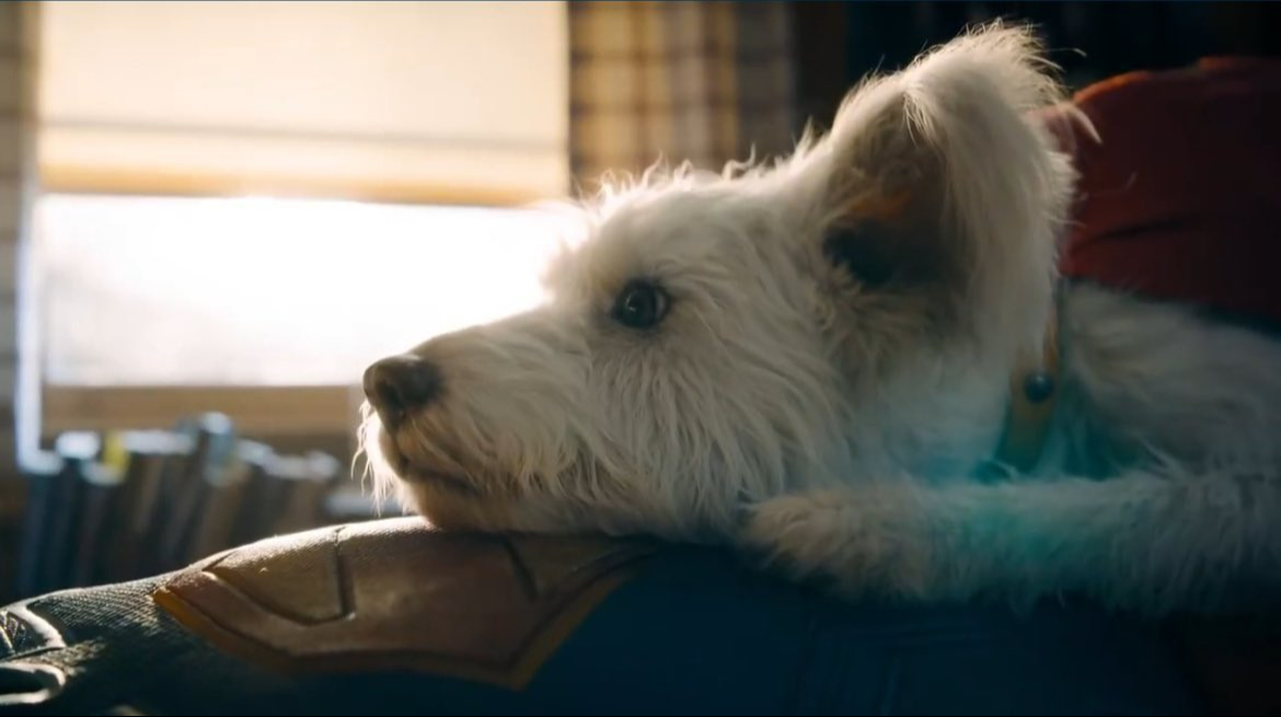 Por ‘Superman' de James Gunn búsquedas de adopción de perros aumentan un 513% 