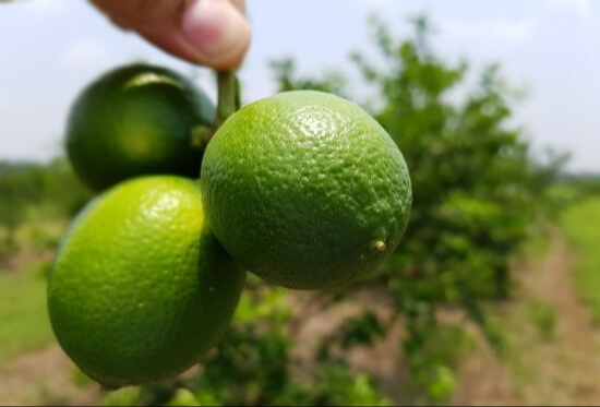 El precio del limón está bajo, anda en 25 o 30 pesos la tara, según uno de los productores. El precio del limón está bajo, anda en 25 o 30 pesos la tara, según uno de los productores.