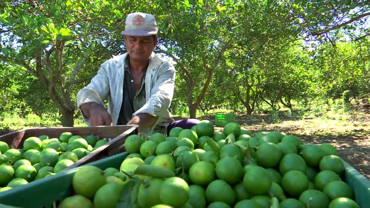 Productores esperan llegar a un acuerdo que favorezca la movilidad de su producto. Productores esperan llegar a un acuerdo que favorezca la movilidad de su producto.
