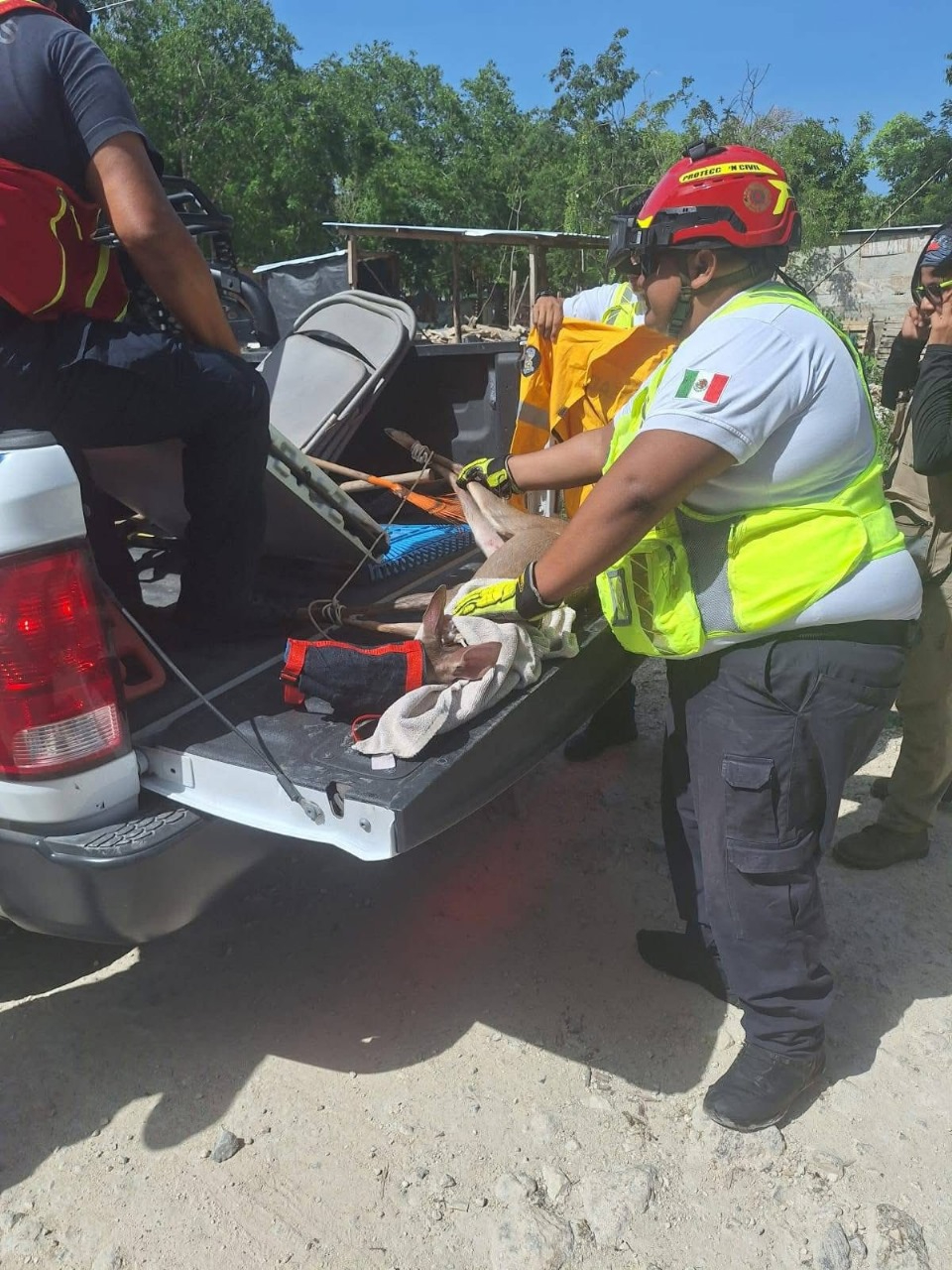 Rescatan a venado tras ser perseguido por una jauría de perros en Playa del Carmen 